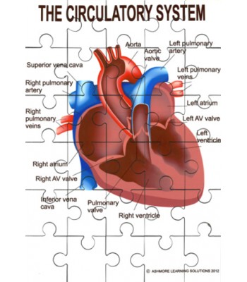 Circulatory System Jigsaw