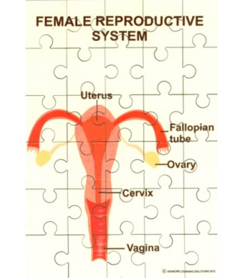 Female Reproductive System Jigsaw