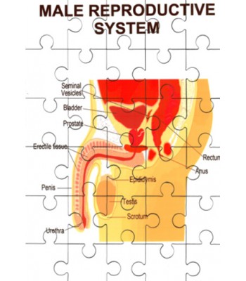 Male Reproductive System Jigsaw
