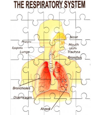 Respiratory System Jigsaw